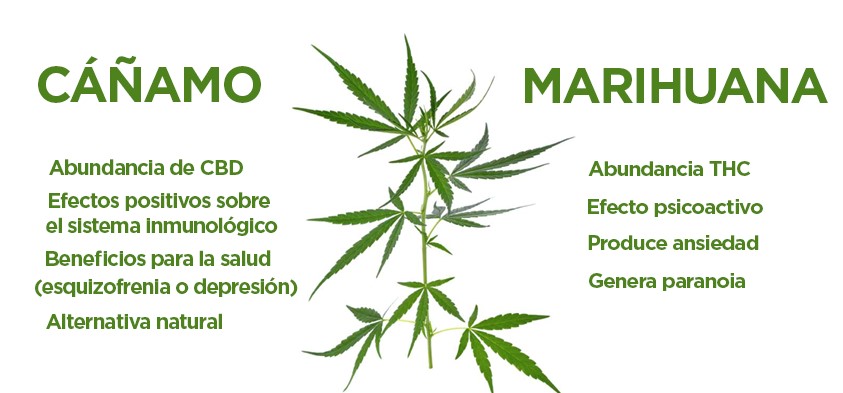 Realmente conoces la planta de Cannabis? - · NaturalTotal